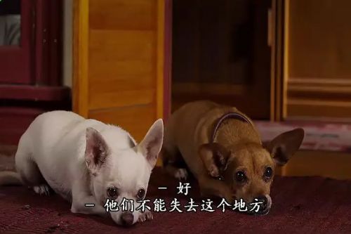 比佛利拜金狗2