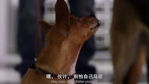 比佛利拜金狗2