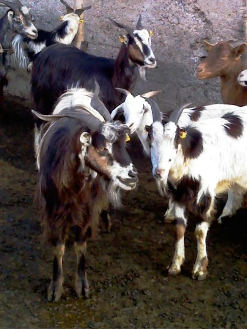 四次