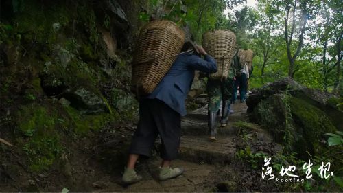 落地生根