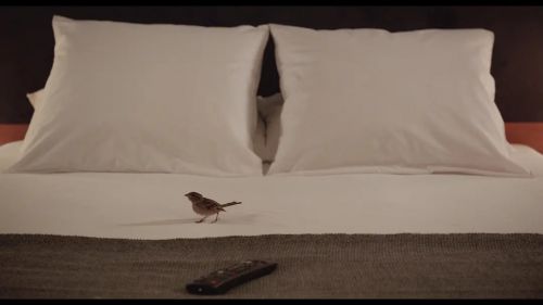 鸟瞰人生