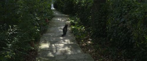 公猫