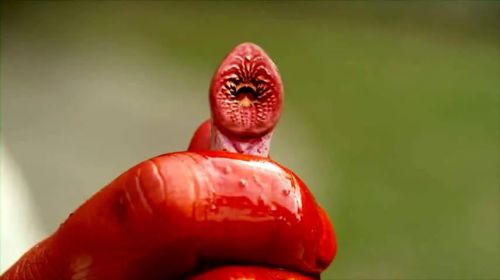 血湖
