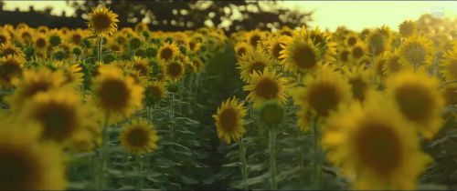 世界上最长的照片