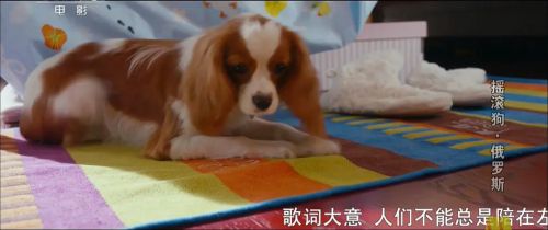 小狗当家