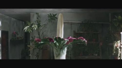 血忌