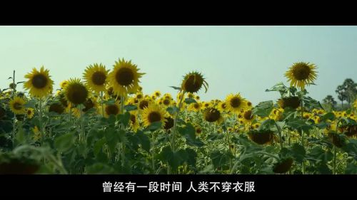 儿子的选择