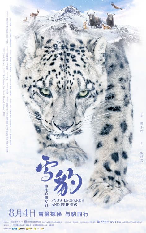 《雪豹和她的朋友们》定档8.4 “大明星”雪豹领衔众多动物萌趣主演