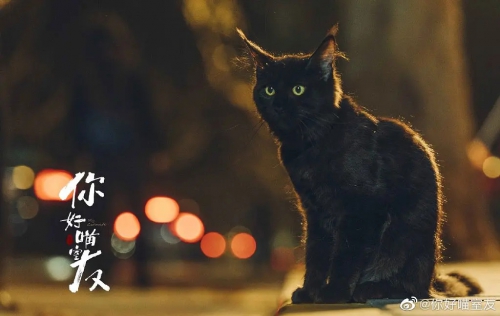 你好喵室友