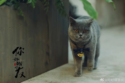 你好喵室友