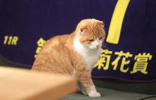 最完美的离婚